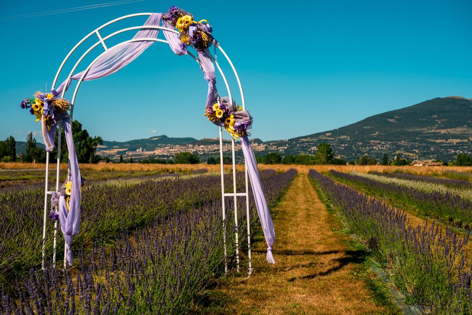A decorative floral archway situated in a lavender field, featuring a white metal structure draped with lavender-colored fabric, accented with small bouquets of purple, yellow, and green flowers. The 