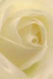 An extreme close-up of a single cream-white rose fills the frame, its petals spiralling inward like a quiet vortex of light. The bloom is captured so near that every curve and fold becomes a soft landscape: the outer petals open in wide, gentle arcs, their edges slightly ruffled yet flawless, while the inner whorls curl tightly toward the centre with patient, unhurried grace. The colour palette stays purely in the realm of ivory, warm white, and the faintest hint of buttery cream, creating a soothing, almost luminous glow. Soft, diffused lighting washes over the rose, as if filtered through a cloudy Archway morning, letting delicate shadows pool between the petals and giving the flower a hypnotic depth. The texture looks velvety and matte, like fine silk or satin under the fingertips, inviting you to imagine tracing each petal's smooth surface. There is no background detail to distract from the bloom; the eye is drawn completely into its heart, where the tightly wound core suggests quiet strength and resilience. As a local florist in Archway, I would choose a rose like this for thoughtful sympathy bouquets, tender tributes of remembrance, or understated arrangements for a quiet moment of reflection at home. Its imagined fragrance is gentle and clean rather than overpowering, the kind that lingers softly in a hallway or beside a bedside table. The image speaks of calm, dignity, and the kind of careful floral craftsmanship that honours both the flower's natural form and the emotions of the person receiving it.